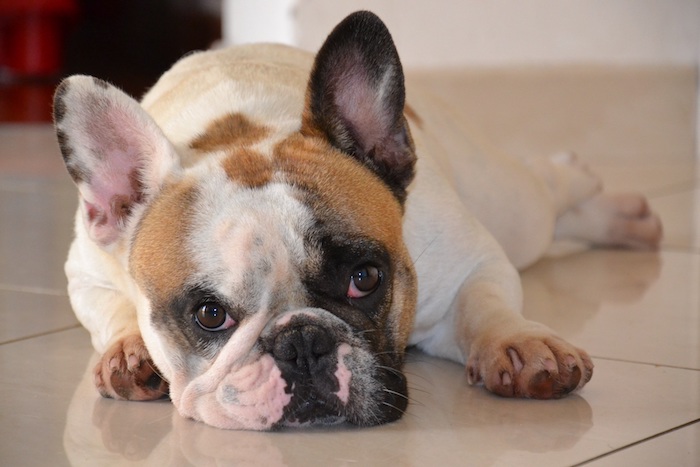 Muso di un bouledogue francese