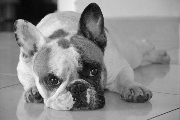 Cucciolo di Bouledogue Francese