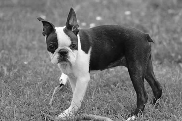 Cucciolo di Boston Terrier