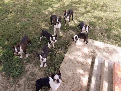 Boston Terrier