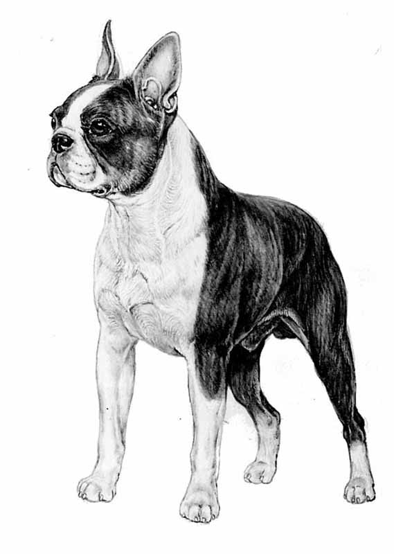caratteristiche del Boston Terrier