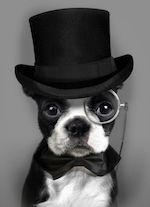 Boston Terrier Lord